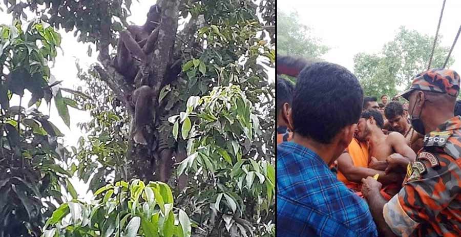 গাছের মগডালে উঠে ভয়ে জ্ঞান হারাল যুবক, উদ্ধার করল ফায়ার সার্ভিস