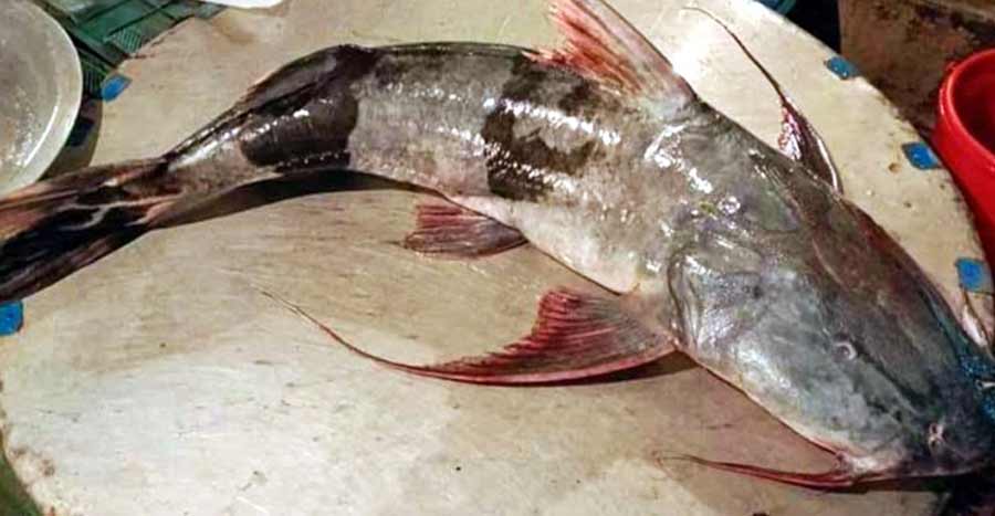 ভৈরবে জেলের জালে ধরা পড়ল ২৪ কেজির বাঘাইড়