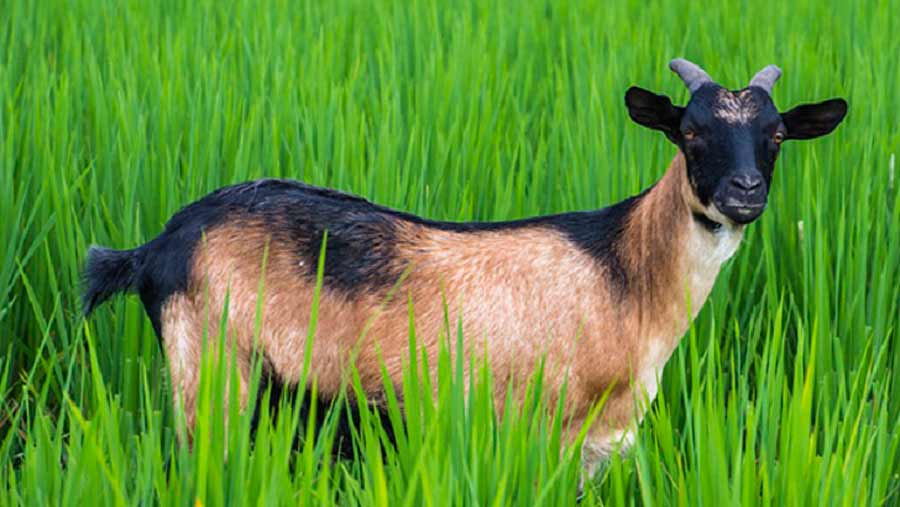 ময়মনসিংহে খাসির মাংসের কেজি ৮০০ টাকা