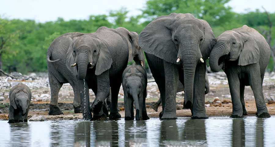 হালুয়াঘাট সীমান্তে বন্যহাতিদের তাণ্ডবে কাটছে নির্ঘুম রাত