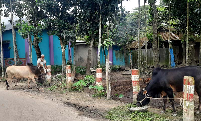 নান্দাইলে গরু নিয়ে বাড়ির সামনেই ক্রেতা খুঁজছেন মালিকরা!