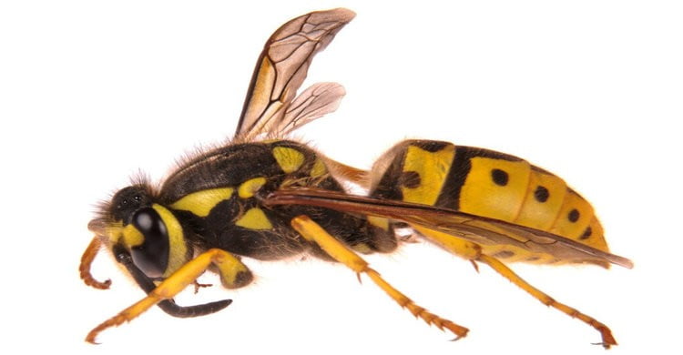 কেন্দুয়ায় ভিমরুলের কামড়ে স্কুলছাত্রের মৃত্যু