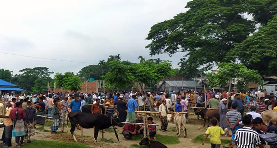 ময়মনসিংহে কঠোর লকডাউনে জমজমাট পশুহাট!