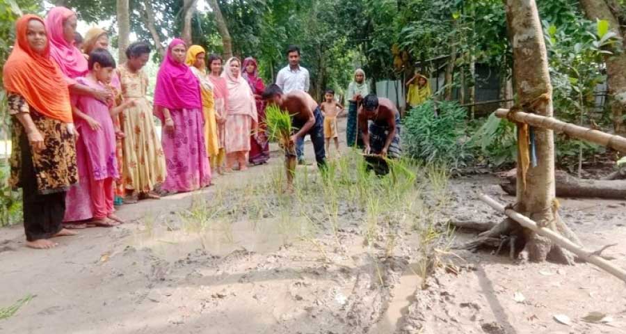 রাস্তায় ধানের চারা রোপণ করে প্রতিবাদ!