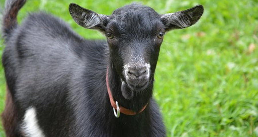 নান্দাইলে ছাগলের ডাকে ধরা খেল ৩ চোর!