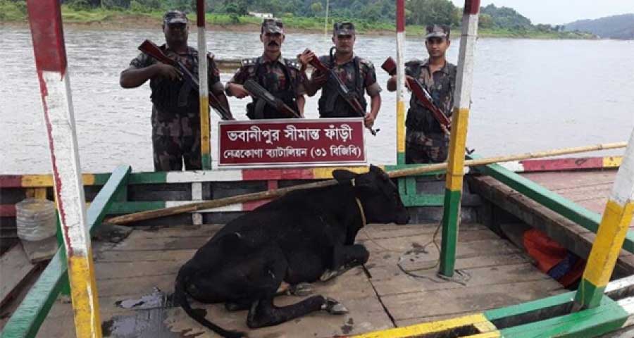 দূর্গাপুরে বিজিবির অভিযানে এক গরু আটক
