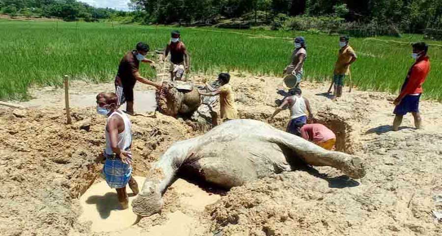 বৈদ্যুতিক ফাঁদ পেতে হাতি হত্যার পর টুকরা করে মাটিচাপা