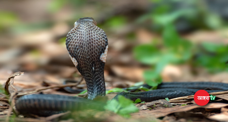 দু’বার বিষাক্ত সাপের দংশনে শিশুর মৃত্যু