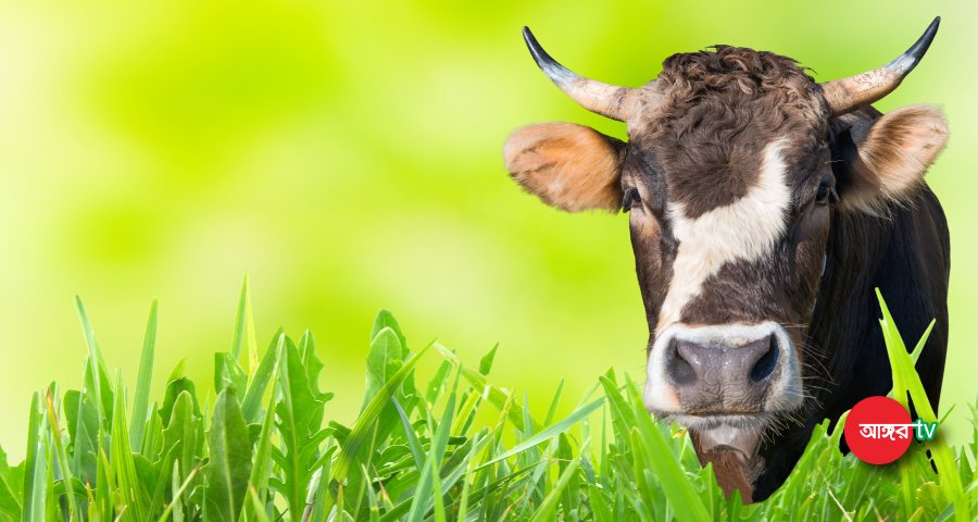গফরগাঁও কৃষকের গোয়ালঘর থেকে ৬টি গরু চুরি