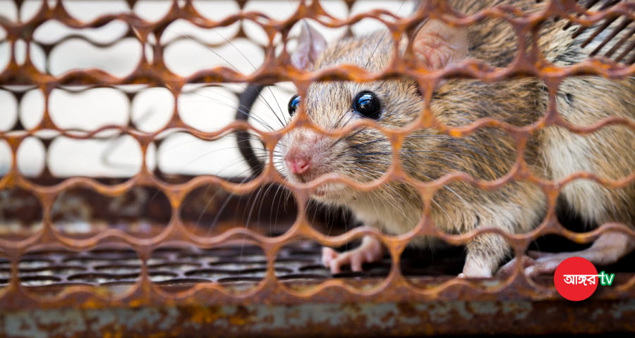 ইঁদুর মারার ফাঁদে জড়িয়ে কৃষকের মৃত্যু