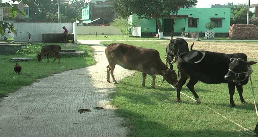 নেত্রকোনায় চার গরুসহ পিকআপ ভ্যান জব্দ