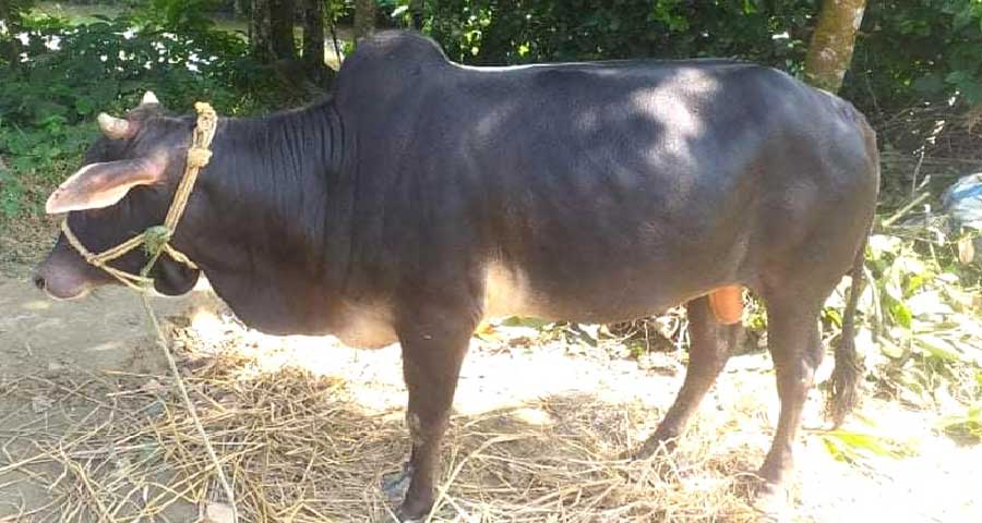 লোভে চোরের ‘আমও গেল ছালাও গেল’!