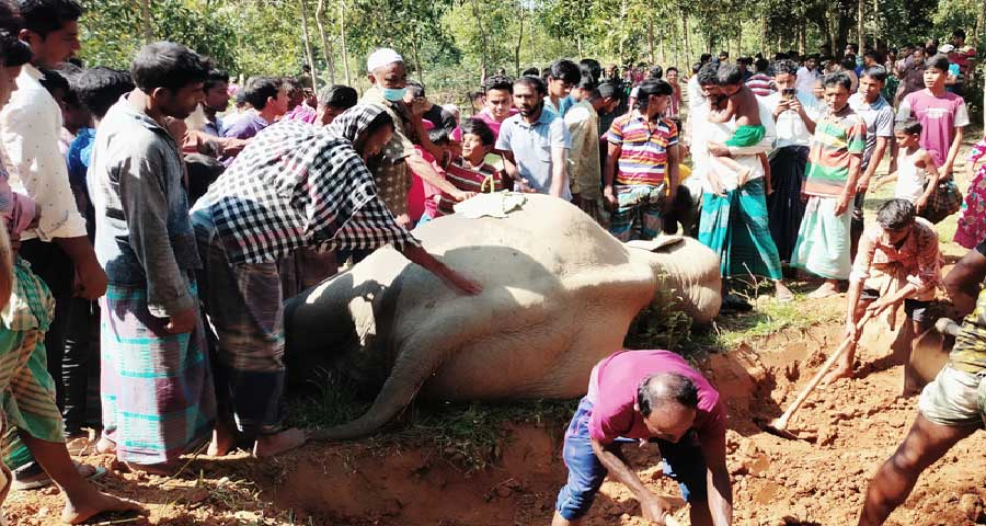 পানিহাতা সীমান্তে আবারও বন্যহাতির মরদেহ উদ্ধার