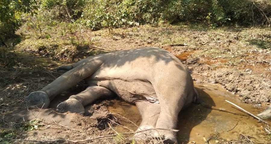 ঝিনাইগাতী সীমান্তে বন্য হাতির মৃতদেহ