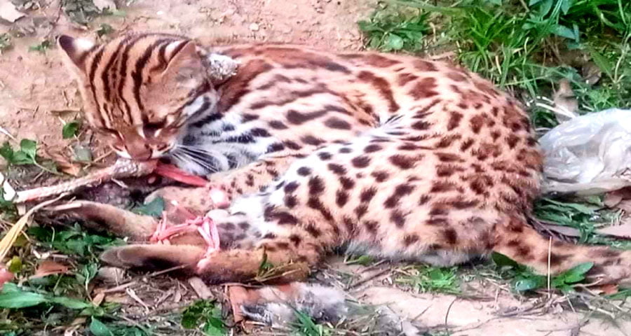 ভালুকায় উদ্ধার হওয়া মেছোবাঘটি ছাড়া হলো বনে