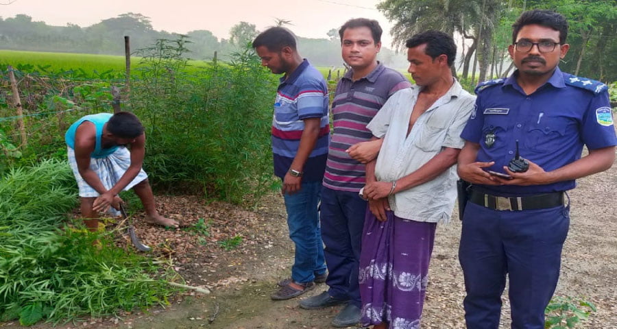 ত্রিশালে গাঁজা চাষ, পুলিশের হাতে আটক ১