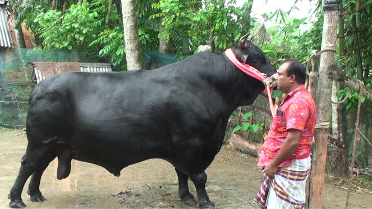 ত্রিশালে এবারো বিক্রি হয়নি ৫০ মণের কালো মানিক