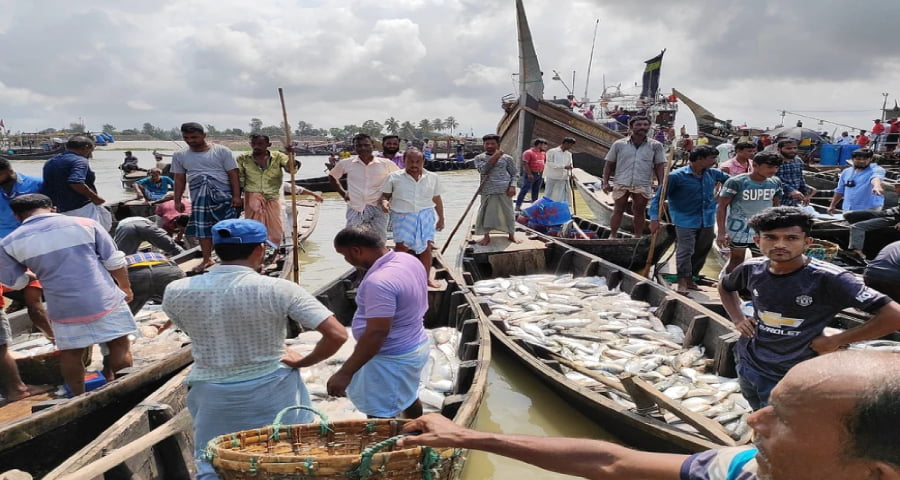 ৭ অক্টোবর থেকে ২২ দিন ইলিশ ধরা নিষিদ্ধ