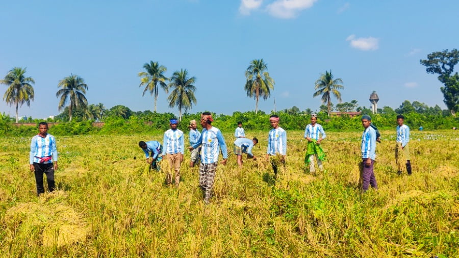 ময়মনসিংহে আর্জেন্টিনার জার্সি গায়ে ধান কাটছেন শ্রমিকরা
