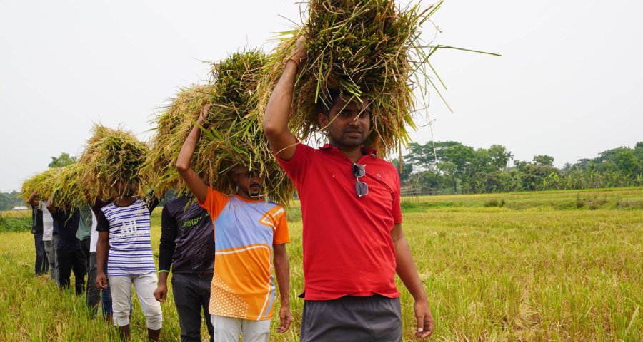 ময়মনসিংহে কৃষকের ধান কেটে বাড়ি পৌঁছে দিল ছাত্রলীগ
