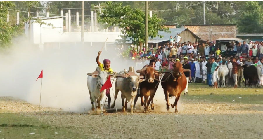 জামালপুরে গ্রাম বাংলার ঐতিহ্যবাহী বলদ গরু দিয়ে মই দৌড় প্রতিযোগিতা ও লাঠি বাড়ী খেলা অনুষ্ঠিত