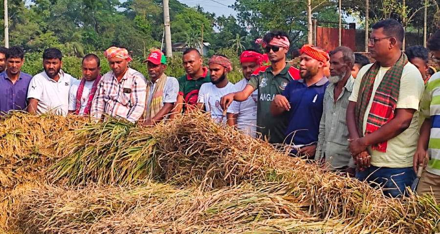 ময়মনসিংহে বর্গাচাষির জমির ধান কেটে দিলো স্বেচ্ছাসেবক লীগ