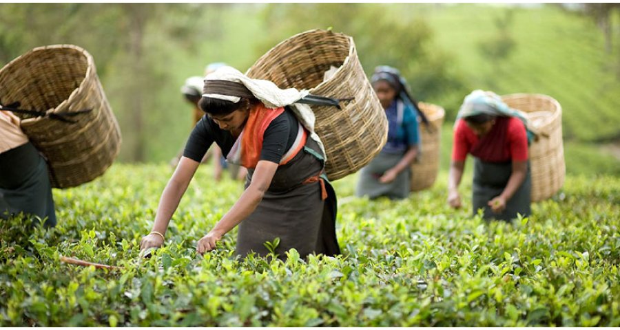 জাতীয় চা দিবস আজ