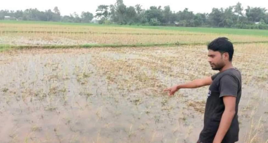 বিষ প্রয়োগ করে আমন আবাদি জমির ধান নষ্ট করার অভিযোগ