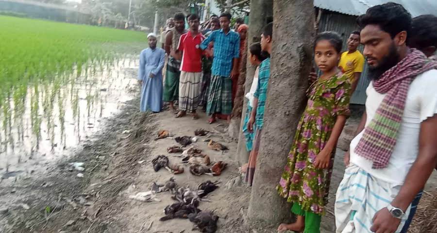 ঈশ্বরগঞ্জে বিষ প্রয়োগে মুরগী নিধনের অভিযোগ