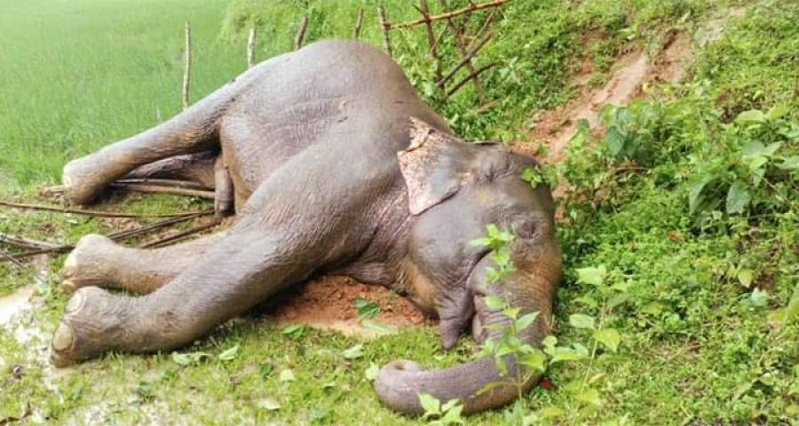 গারো পাহাড়ে আবার হাতির মরদেহ উদ্ধার : হত্যার দাবি পরিবেশবাদীদের