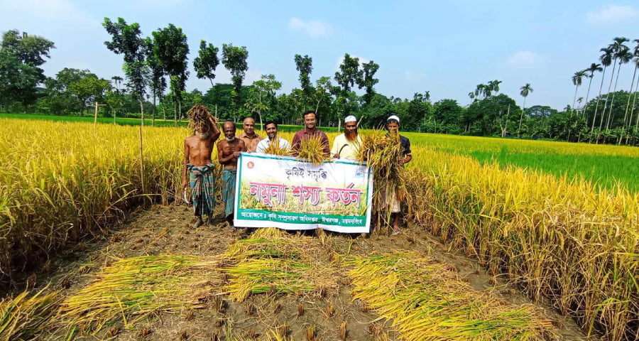 দুর্যোগের মাসে আগাম জাতের আমনে স্বস্তি