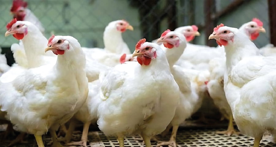 ব্রয়লার মুরগির মূল্যবৃদ্ধি : দুই প্রতিষ্ঠানকে ৮ কোটি ৪৪ লাখ টাকা জরিমানা