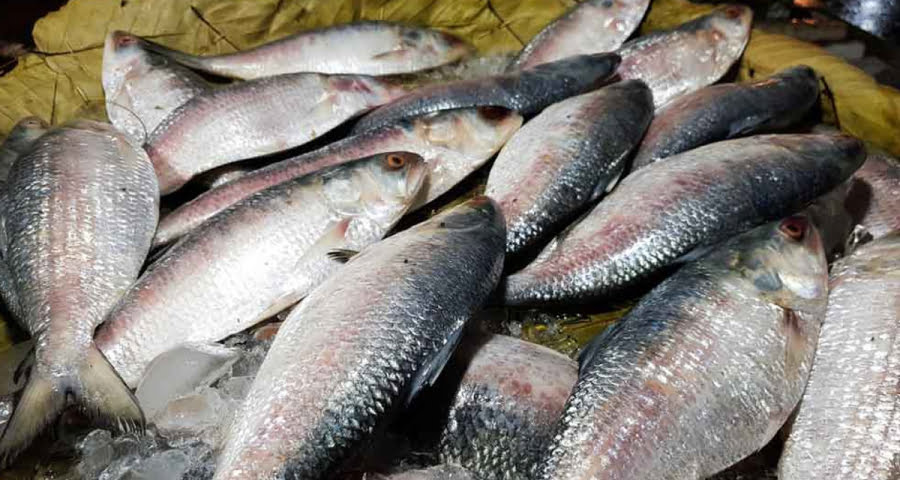 মধ্যরাত থেকে ২২ দিনের জন্য বন্ধ হচ্ছে ইলিশ ধরা