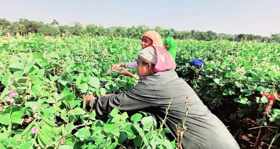 শিমের ভালো ফলনে কৃষকের মুখে হাসি, সচ্ছল হচ্ছেন শ্রমিকরাও