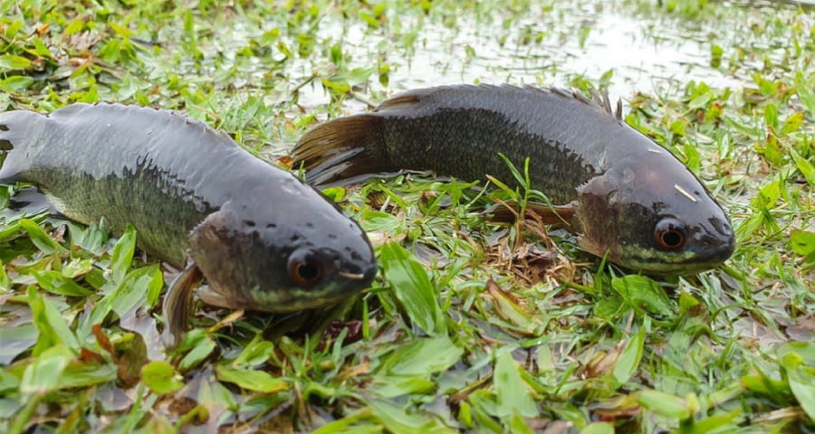 বৃষ্টিতে নালায় উঠে আসা কই মাছ ধরে রেখেছিলেন মুখে, অতঃপর…