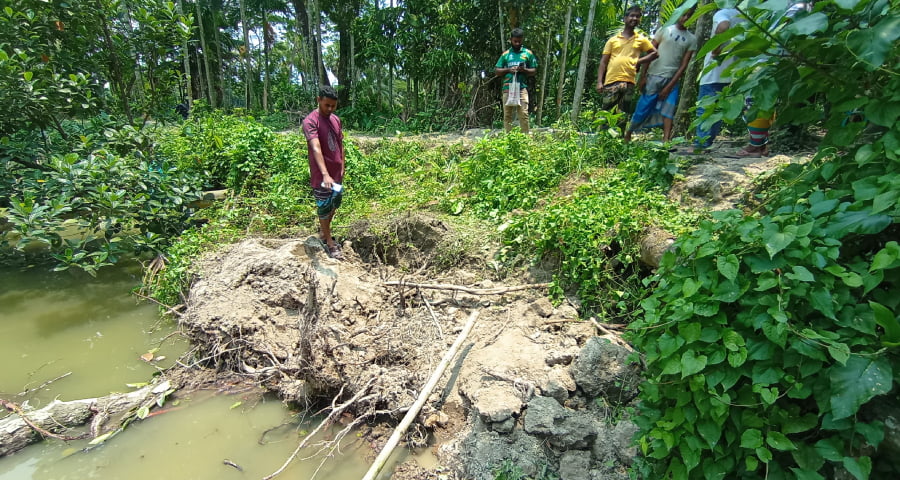 বোরহানউদ্দিনে আম কুড়াতে গিয়ে মাটি চাপায় গৃহবধূর মৃত্যু