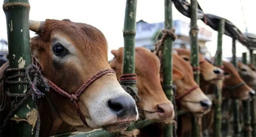 আফতাবনগরে এ বছর পশুর হাট বসবে না: আপিল বিভাগ