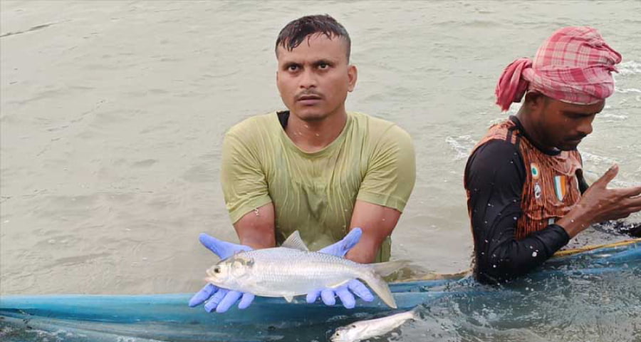 বাংলাদেশের উপর নির্ভরশীলতা কমাতে পশ্চিমবঙ্গে পুকুরেই হচ্ছে ইলিশ চাষ