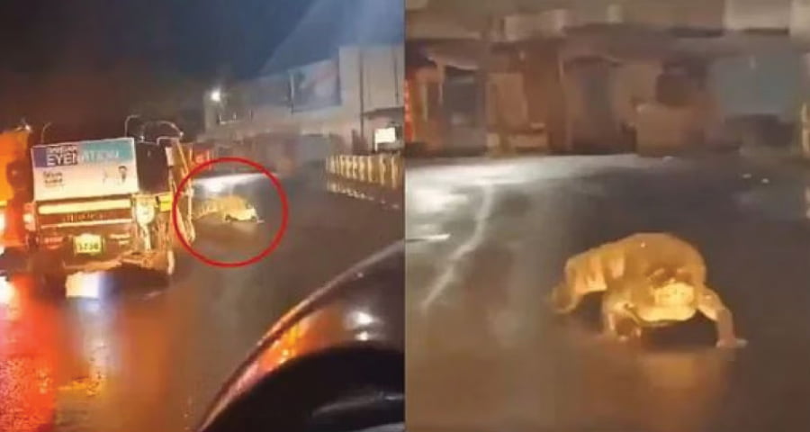 ভারী বৃষ্টির পর মহারাষ্ট্রের রাস্তায় ৮ ফুট লম্বা কুমির