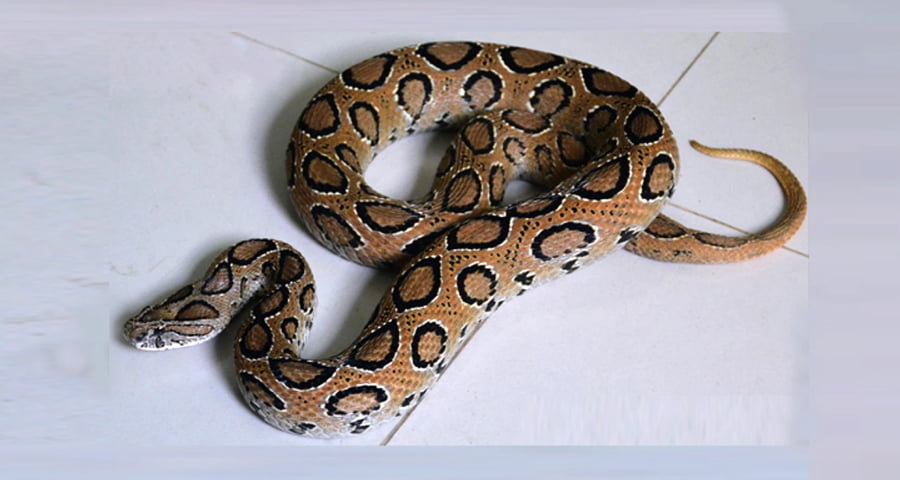 রাজশাহীতে থানার শৌচাগার থেকে রাসেলস ভাইপার উদ্ধার