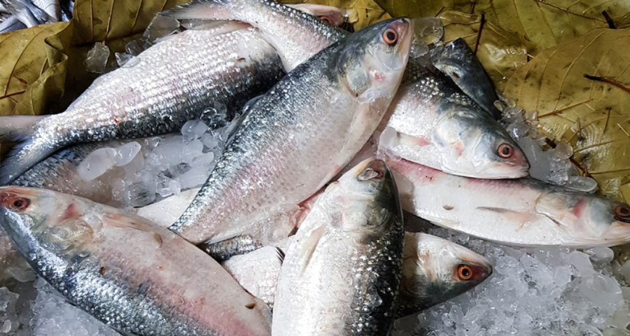 ভারতকে ইলিশ দেওয়া নিয়ে নতুন সিদ্ধান্ত বাণিজ্য মন্ত্রণালয়ের