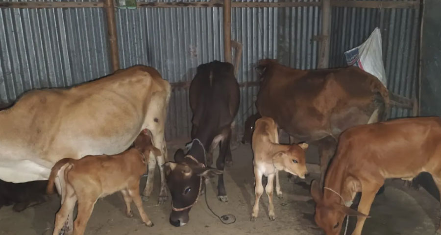 লুট করা ২৪ গরু মিলল বিএনপি নেতার বাড়িতে