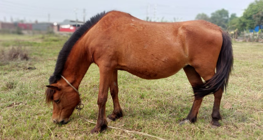 গাজীপুরে ঘোড়ার মাংস বিক্রি বন্ধের নির্দেশ