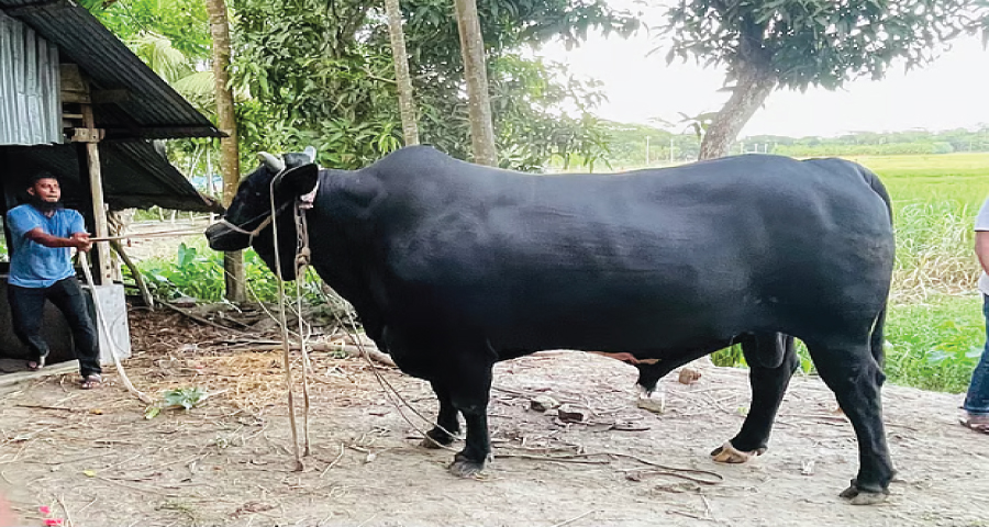 খালেদা জিয়াকে ৩৫ মণ ওজনের ‘কালো মানিক’ উপহার দিতে চান সোহাগ