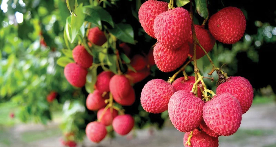 হাজরাপুরী লিচু পেল জিআই পণ্যের স্বীকৃতি