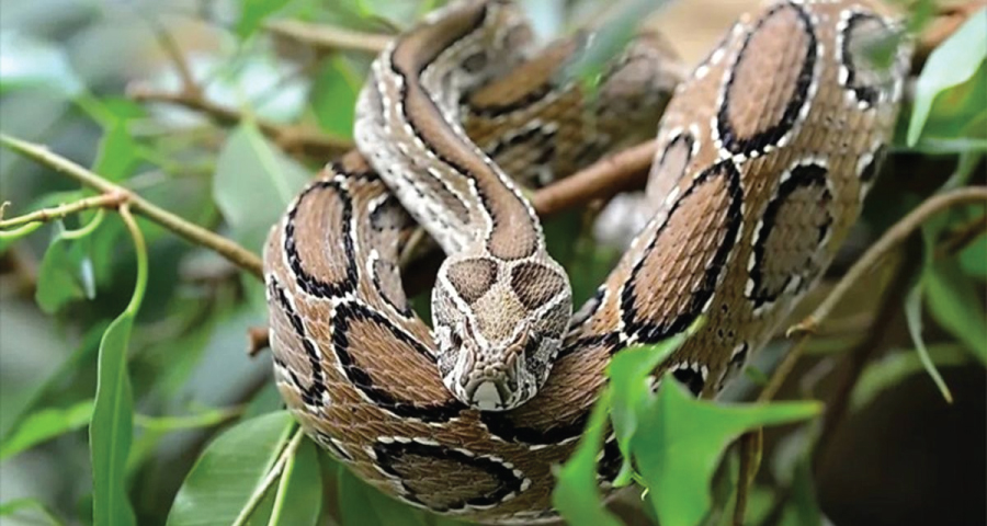 রাসেলস ভাইপার ধরে হাসপাতালে এনেও শেষ রক্ষা হলো না কৃষকের