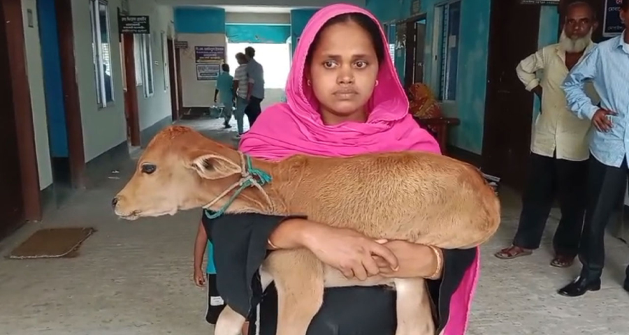 ঋণের দায়ে গাভি কেড়ে নিলেন বিএনপি নেতা, বাছুর নিয়ে আদালতে নারগিস