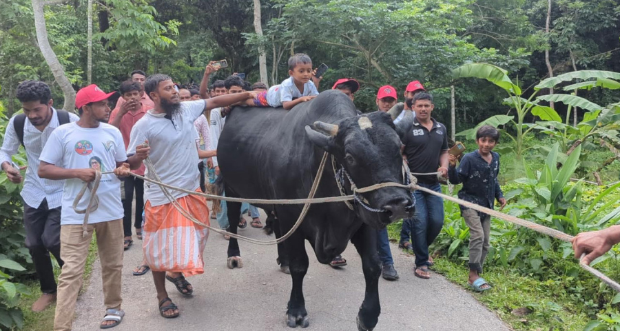 কালো মানিককে নিয়ে খালেদা জিয়ার বাসভবনের পথে কৃষক সোহাগ