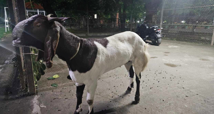 কোরবানি জন্য যত টাকা দিয়ে খাসি কিনলেন উপদেষ্টা আসিফ