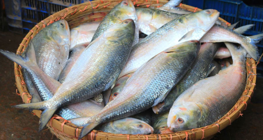 এবারও দুর্গাপূজায় ভারতে যাচ্ছে ইলিশ